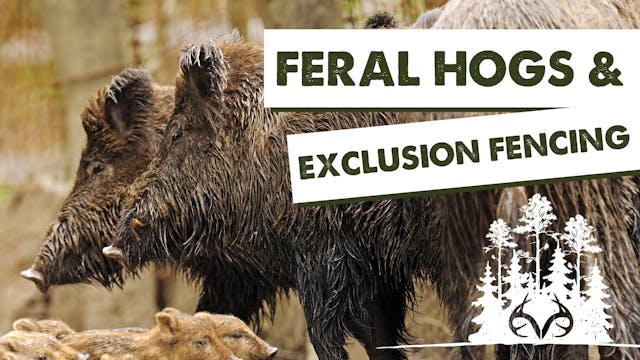 Building Hog Exclusion Fences | Keepi...