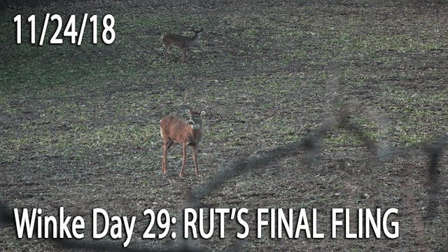 Winke Day 29: Rut's Final Fling