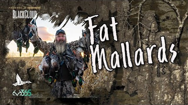 Duck Hunting FAT Mallards | Riding th...