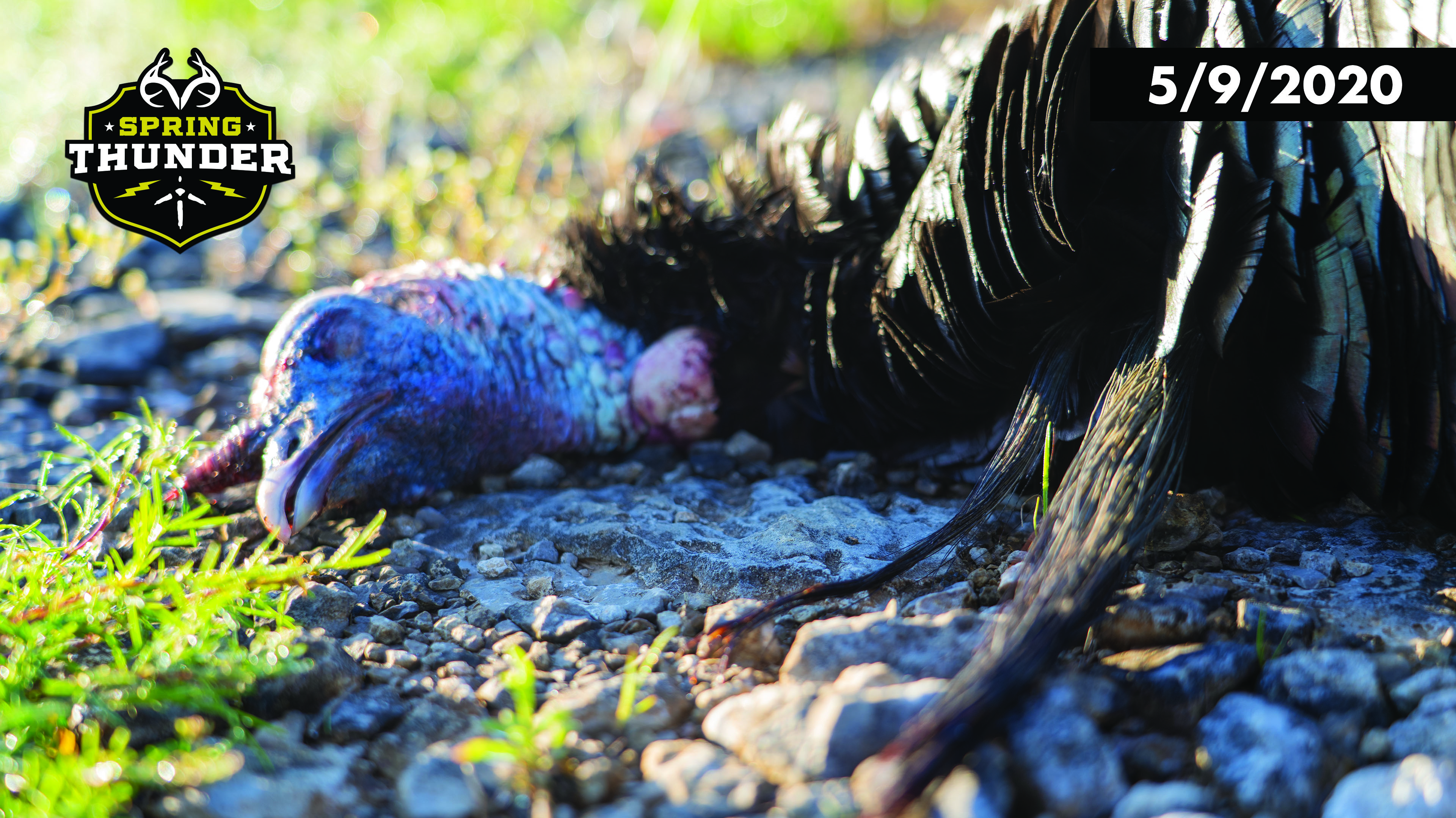 Double-Bearded Gobbler Off the Roost | Tennessee Birds | Realtree Spring thunder