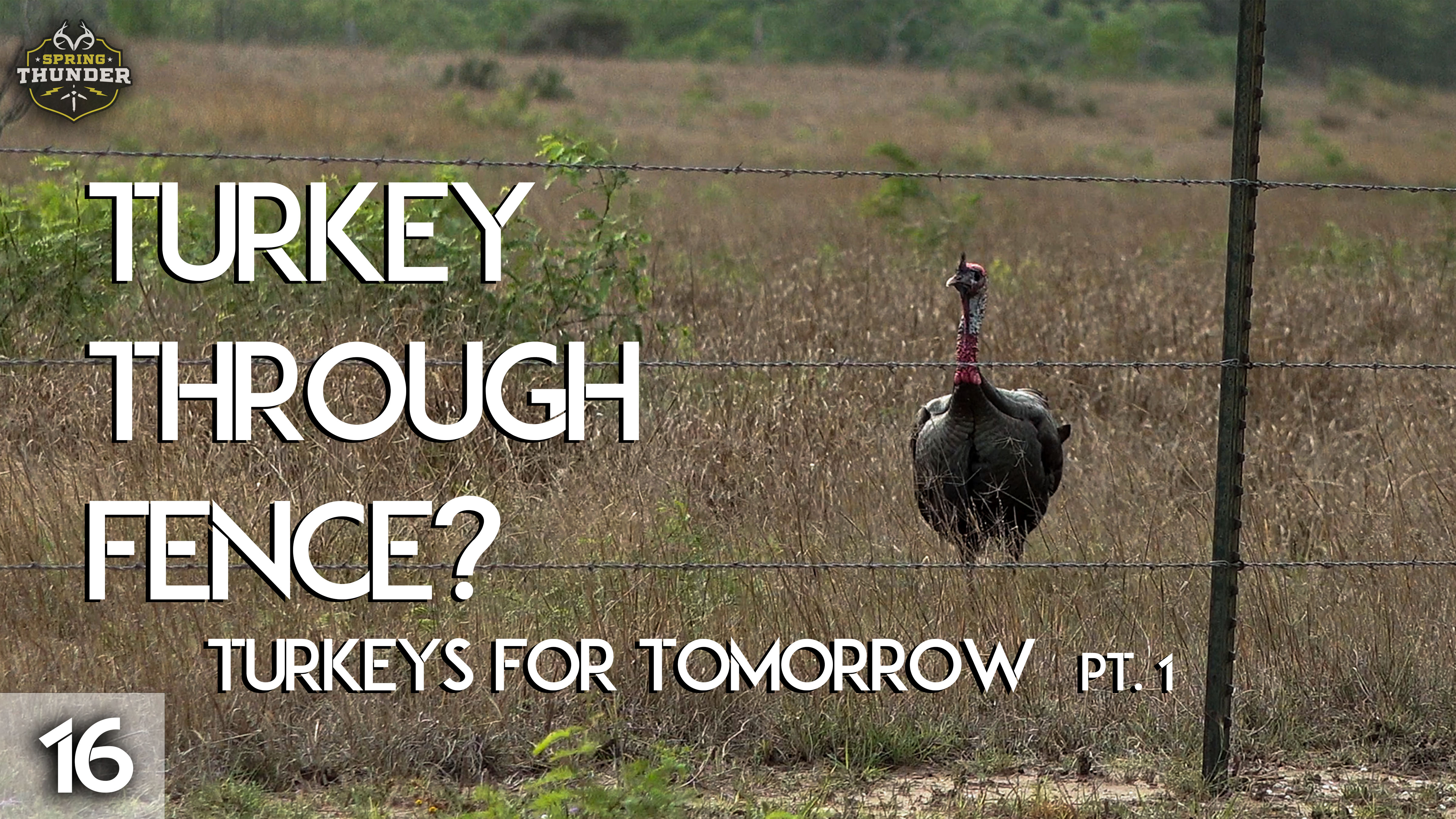 Gobbler at the Fence?!? | Turkeys for Tomorrow Sweepstakes Hunt | Spring Thunder