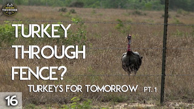 Gobbler at the Fence?!? | Turkeys for...