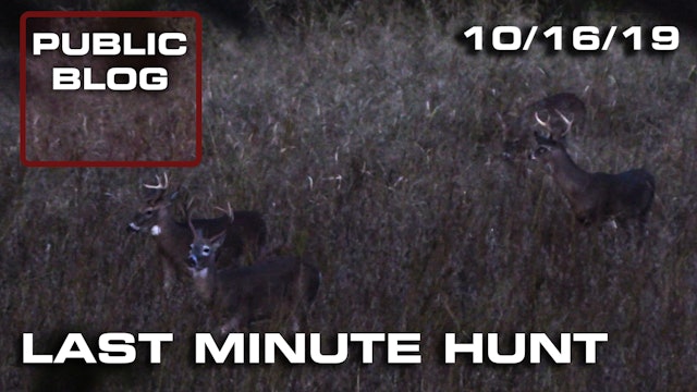 Public Land Blog | Last Minute Hunt, Field Full of Bucks