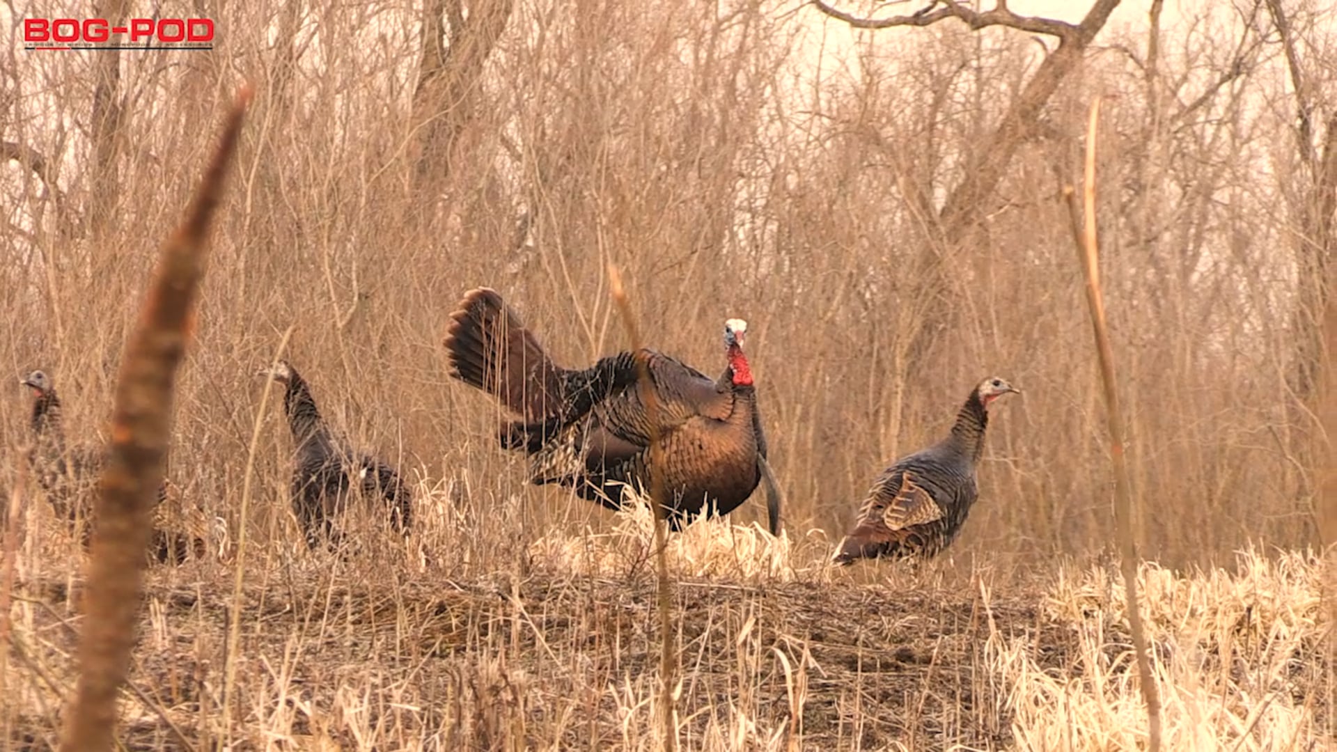 4-16-18: Public-Land Youth Success, Giant Georgia Gobbler | Spring Thunder