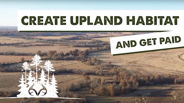 How to Get Paid for Creating Upland Habitat Buffer Strips | Pay Dirt