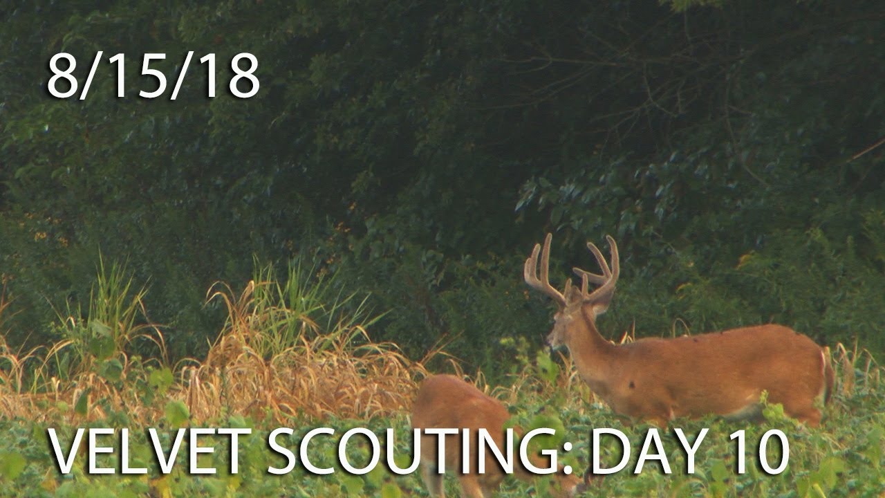 Winke's Blog: Velvet Scouting Day 10
