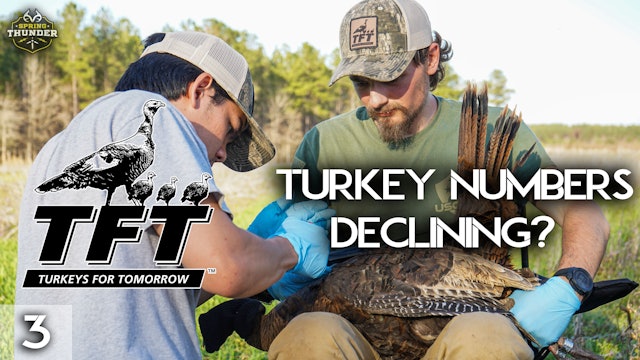 Are Turkey Population Numbers Declining? | Turkeys for Tomorrow | Spring Thunder