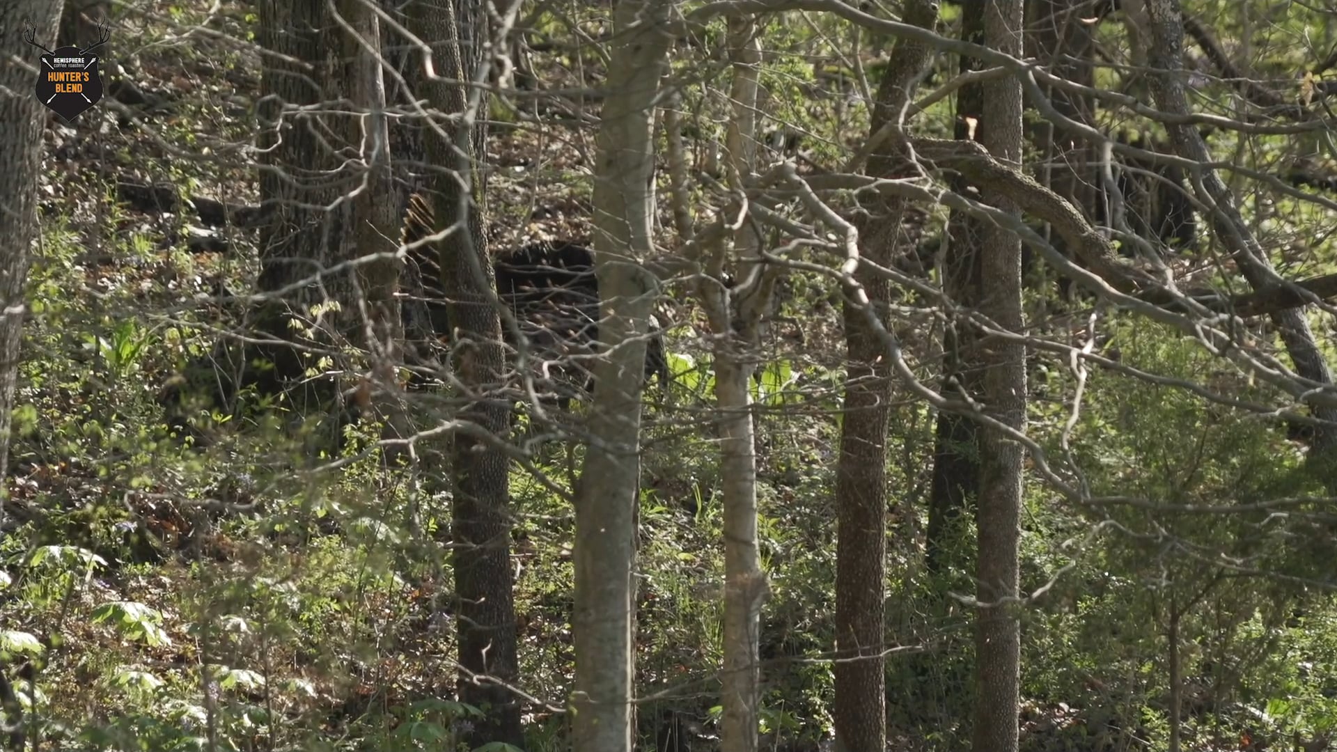 ST 19.9; Phillip In Alabama | Close Range Long Beard