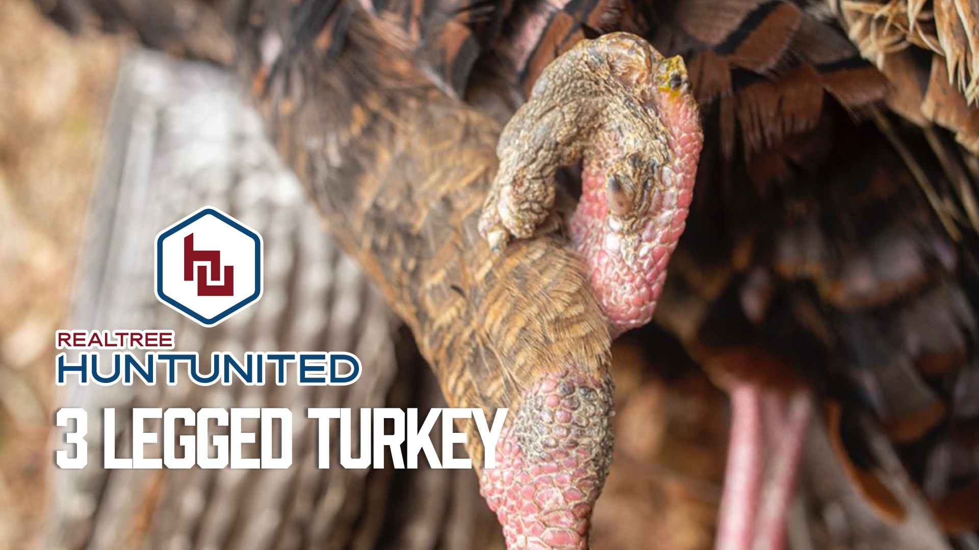 Three-Legged Turkey? | Weird, Odd, Malformed Gobbler | Realtree Hunt United