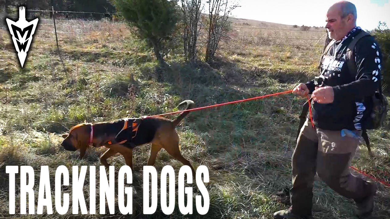 32320 BloodTrailing Wounded Deer with Tracking Dogs Midwest Whitetail 2020 Season
