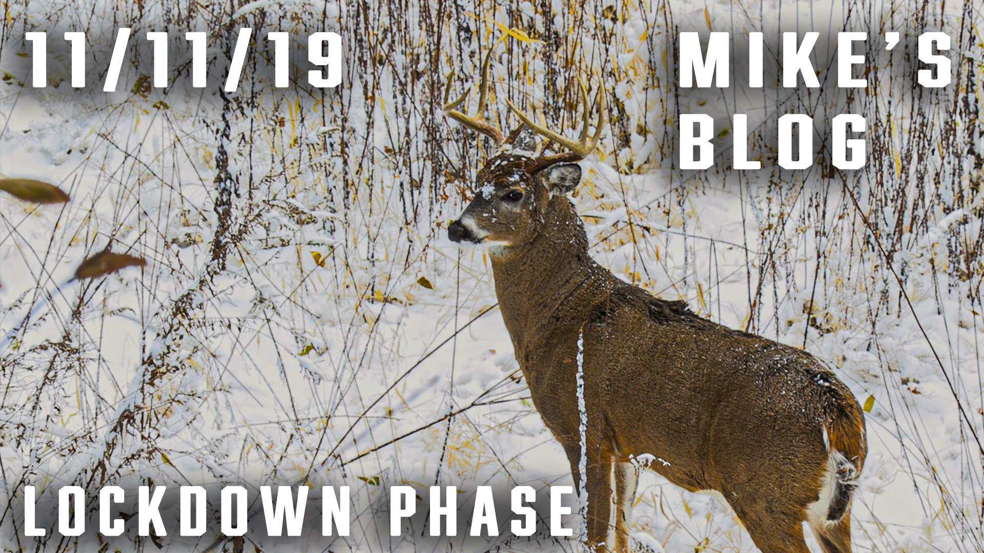 Mike's Blog: Urban Zone, Lockdown Phase