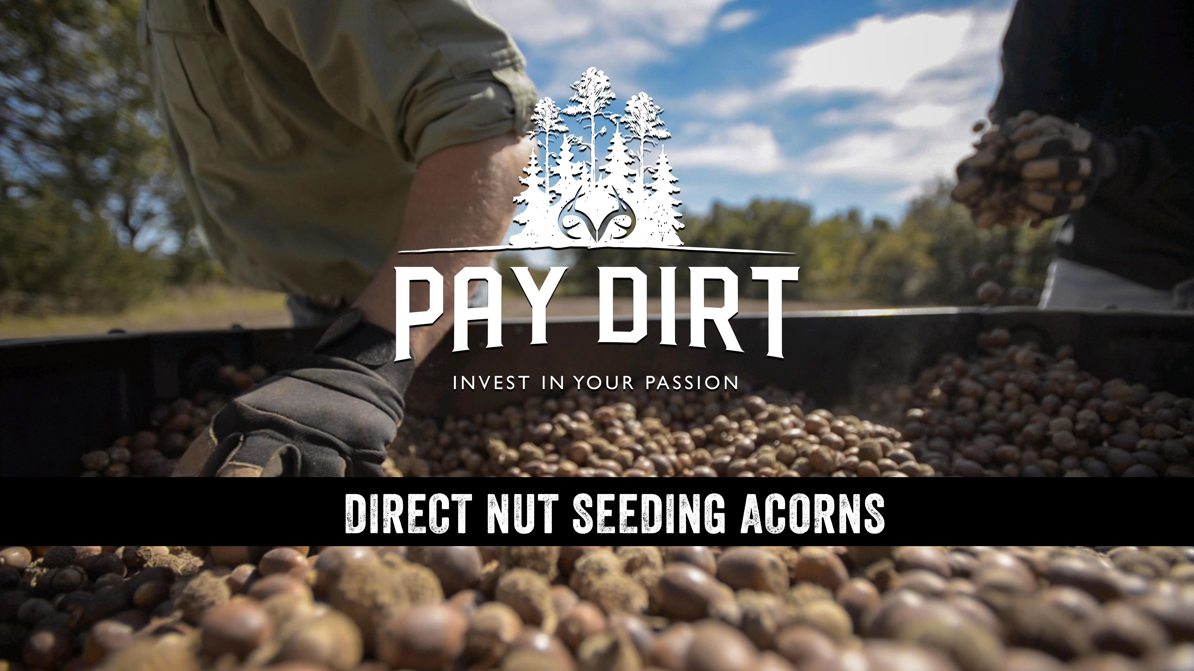 Dig Deeper: Planting Oaks from Acorns