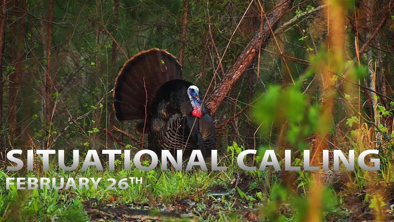 2-26-18: Situational Calling Tactics, Big Strutters in the Open | Spring Thunder