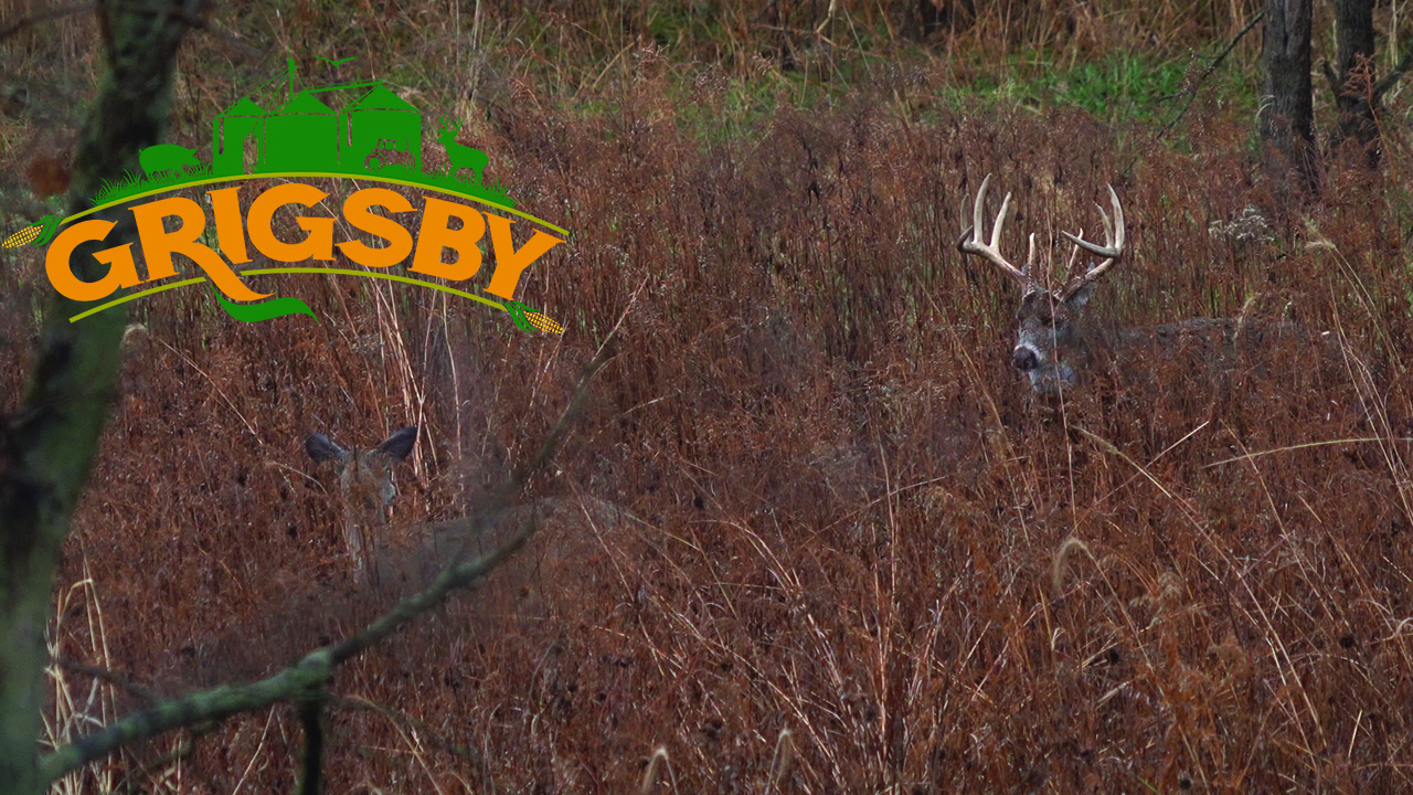 Two Giant Bucks Duke It Out | The Illinois Rut Is in Full Swing | Grigsby