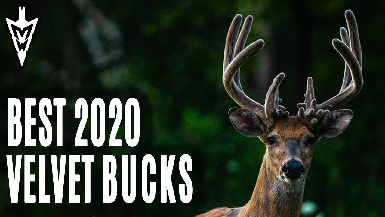8-31-20: Best Velvet Bucks | Setting Stages for the Opener | Midwest Whitetail