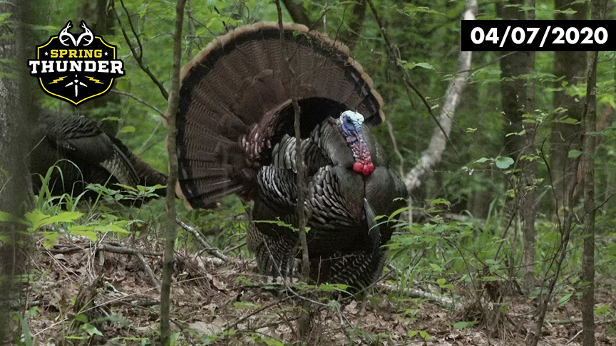 Property Line Turkey | Neighboring Hunter Checks In | Realtree Spring Thunder