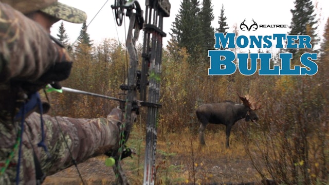 Charging Moose in Canada