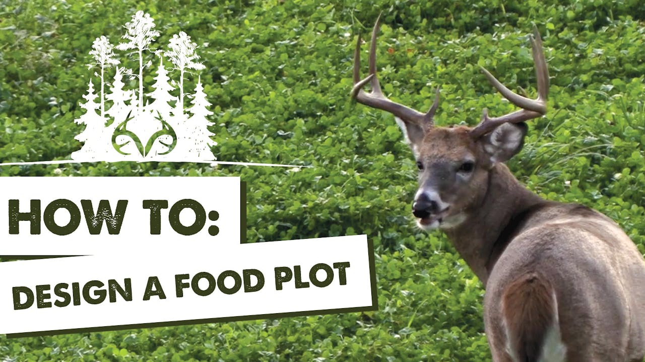 Best Food Plot Designs Manipulating Deer Travel Routes and Patterns