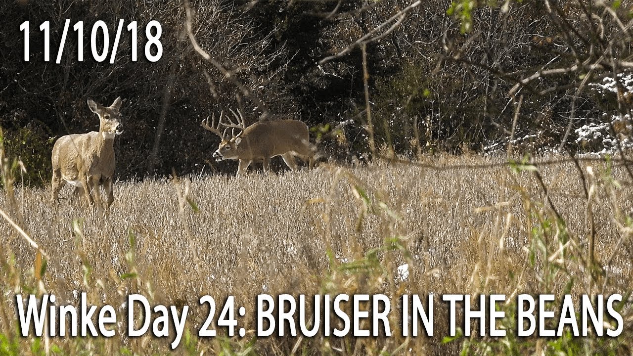 Winke Day 24: Bruiser In The Beans