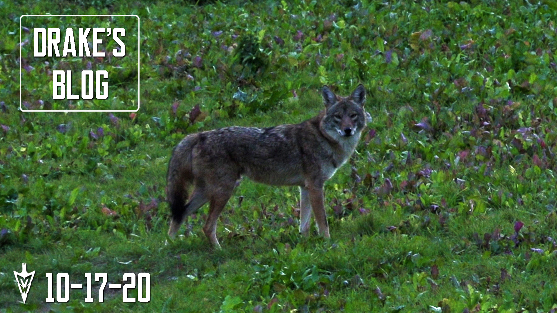 Drake's Blog: Coyote Eats Turnips? | What Is This?