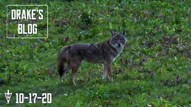 Drake's Blog: Coyote Eats Turnips? | What Is This?