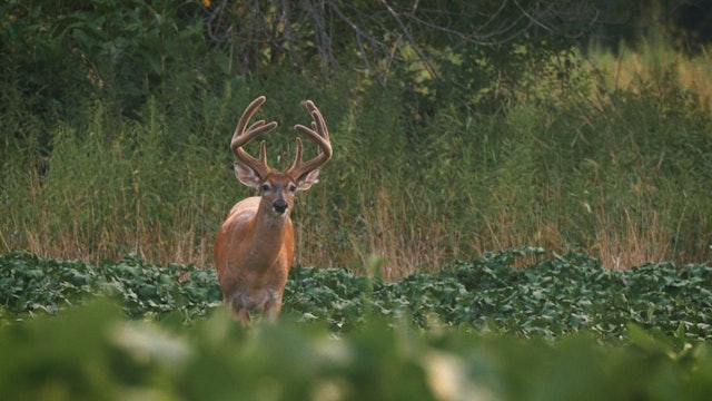 8-21-17: Velvet Bucks | Deer-Proof Food Plots