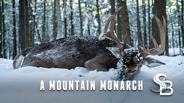 The Mountain King Falls | 8 1/2-Year-Old New Hampshire Monarch | Sea Bucks