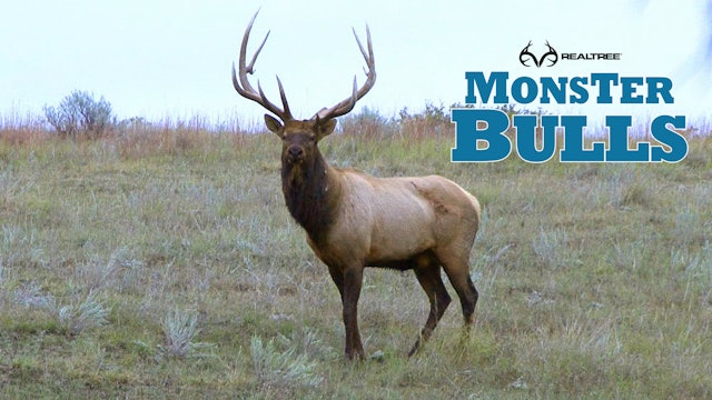 Team Work On A Giant Montana Bull