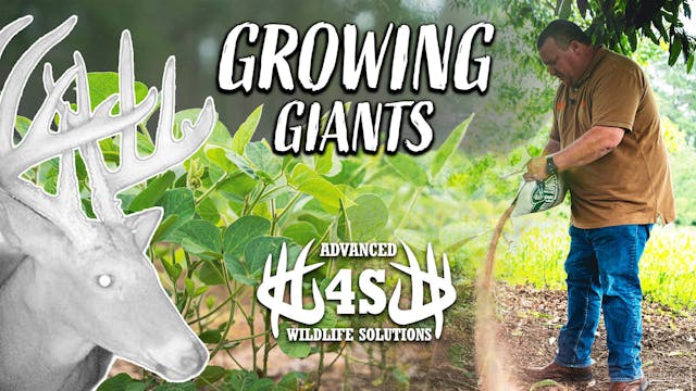 Management Practices To Grow GIANT BU...