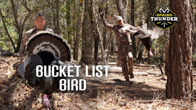 Mexico Gould's Turkey | A Bucket List Bird | Spring Thunder