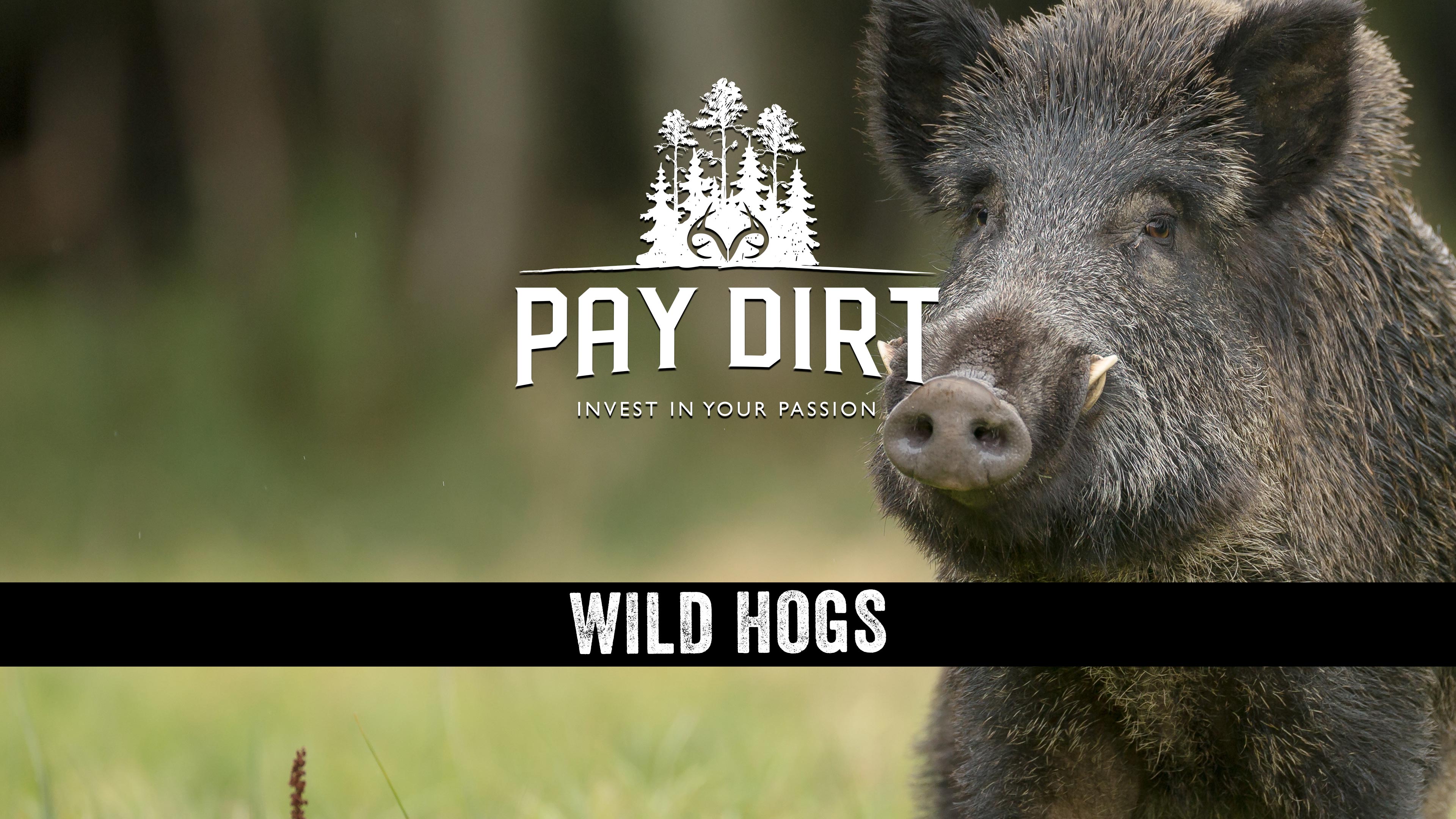 Economical Hog Trapping Strategies