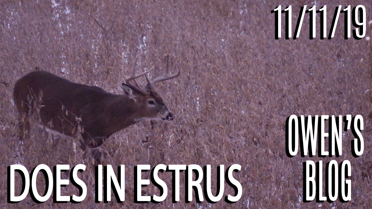 Owen's Blog | Does In Estrus, Bucks On The Move