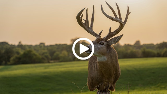 Drake's Blog | Biggest Buck Ever | Whitetail Taxidermy Pickup