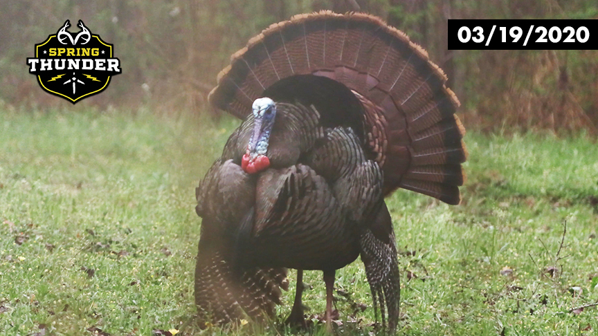 Turkey at 4 Steps | Gobbler About Attacks Ben McDonald | Realtree Spring Thunder