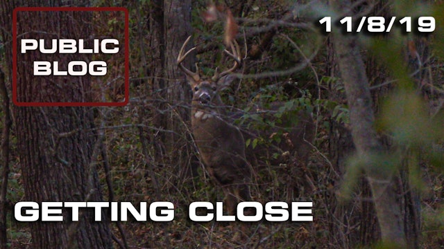 Public Land Blog | Getting Close, Cruising Bucks 