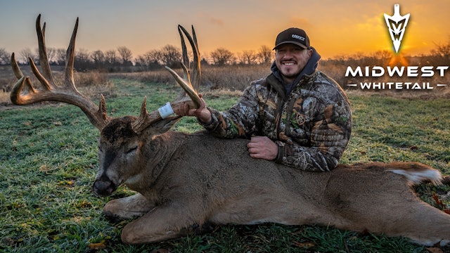 Midwest Whitetail