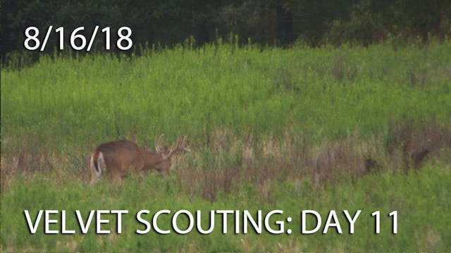 Winke's Blog: Velvet Scouting Day 11