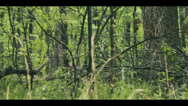 Wet Gobblers Still Gobble | Turkey Hu...