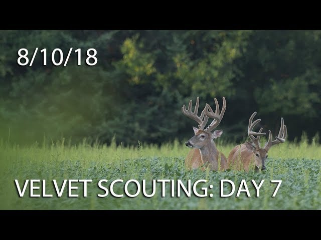 Winke's Blog: Velvet Scouting Day 7