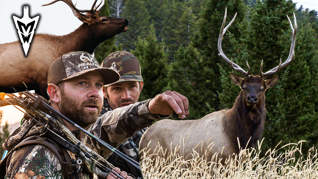 Montana Archery Elk Hunt, Three-Year Journey | Part 1 | Midwest Whitetail