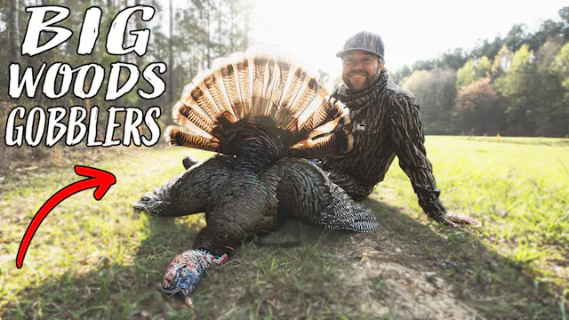Gobbling Turkeys in the Alabama Pines...