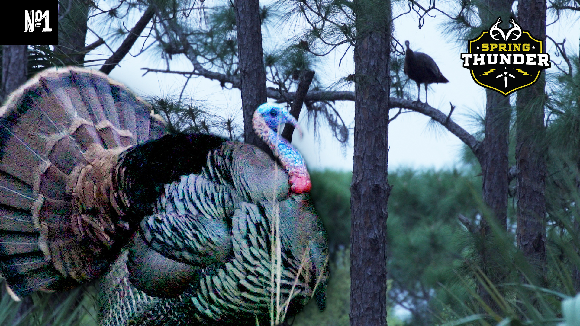 An Opening-Day Osceola | Southern Turkey Hunting At Its Finest | Spring Thunder