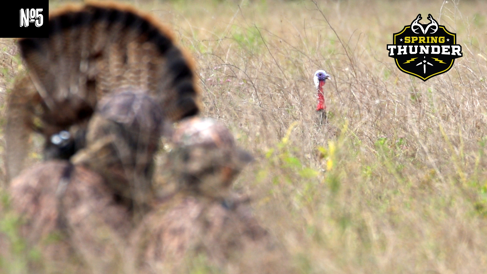 Hunting Stubborn Osceola Turkeys | Turkey Hunting in the Jungle | Spring Thunder