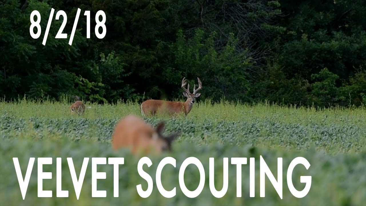 Winke's Blog: Velvet Scouting Day 1