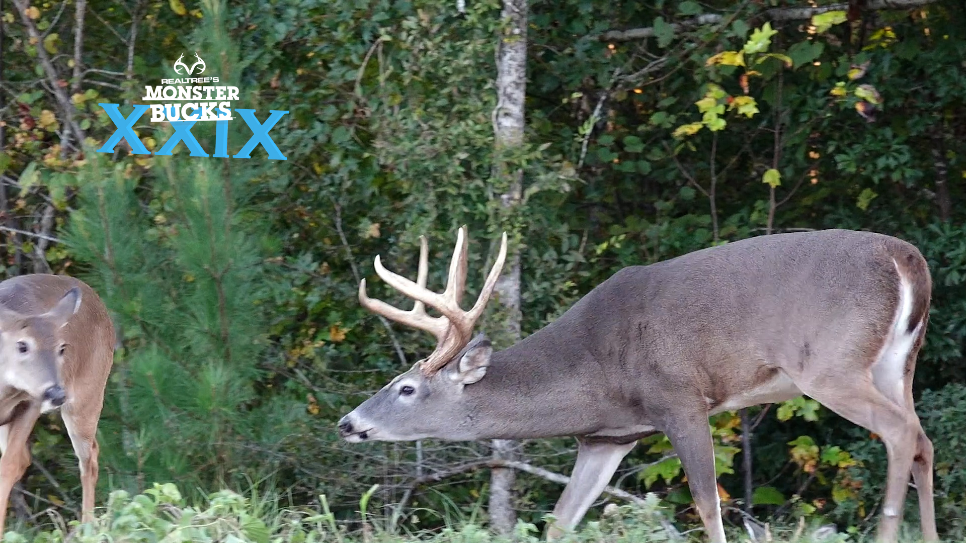 Roger Culpepper's Georgia Bow Buck | Monster Bucks 2021