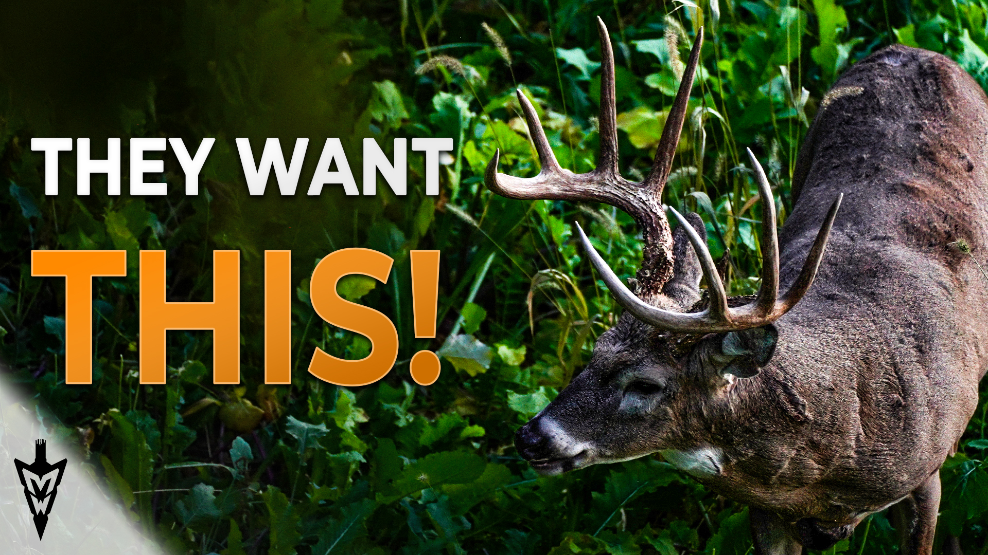 Everything You Need To Know About Food Plots, What Works For Us 