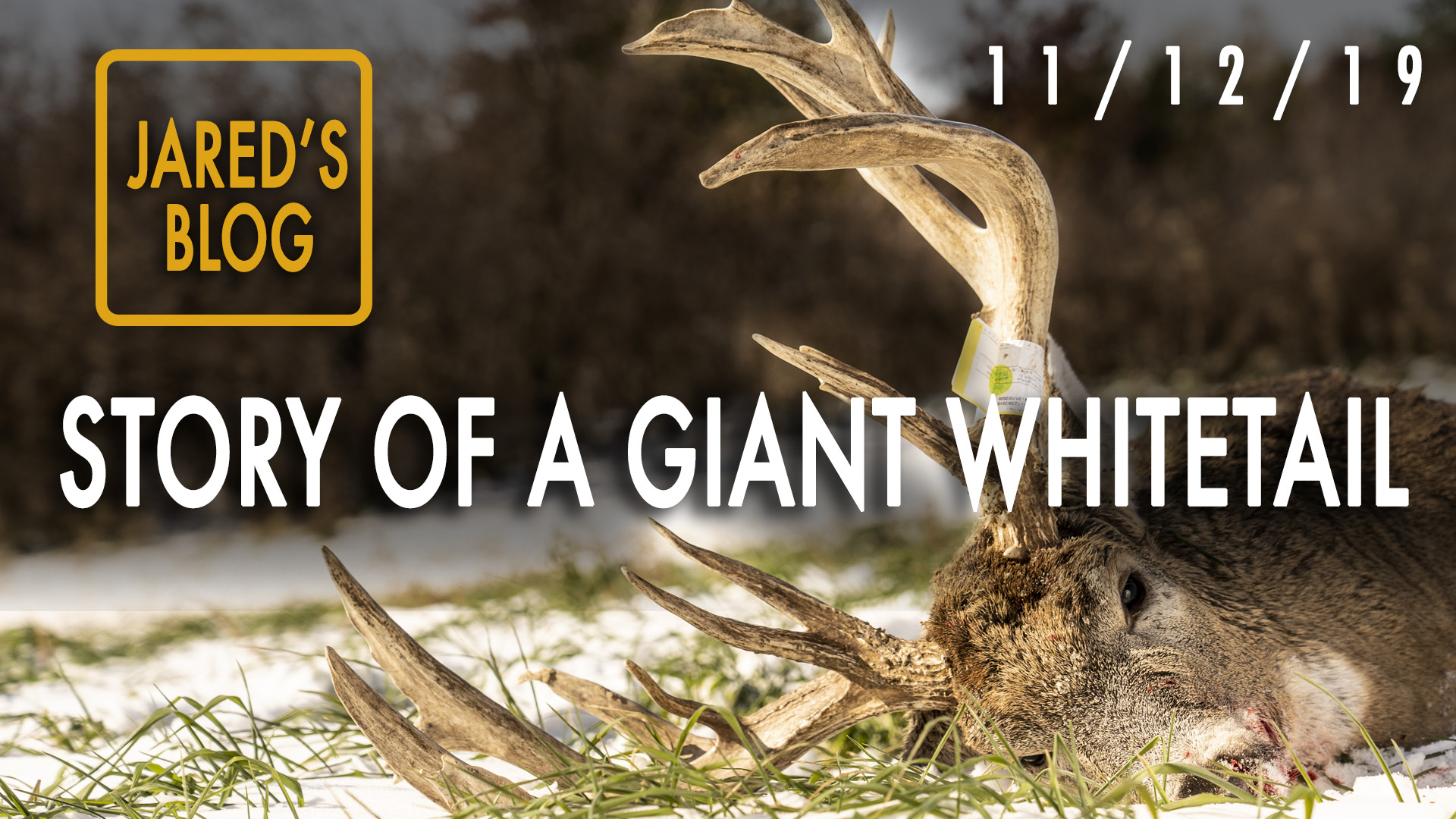 Jared's Blog: Mystery Giant Buck Dead, 10 Yard Ground Encounter 