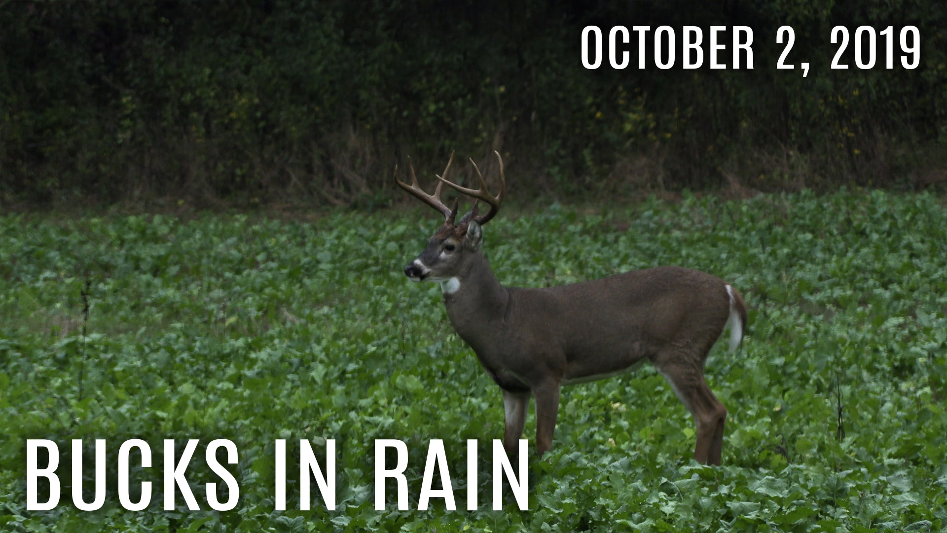 Winke Day 1: First Hunt, Bucks In Rain