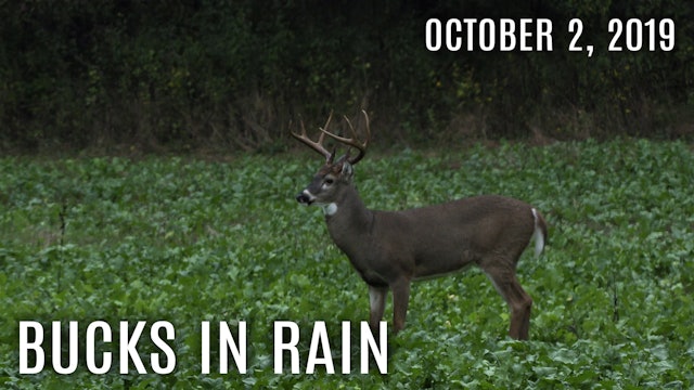 Winke Day 1: First Hunt, Bucks In Rain