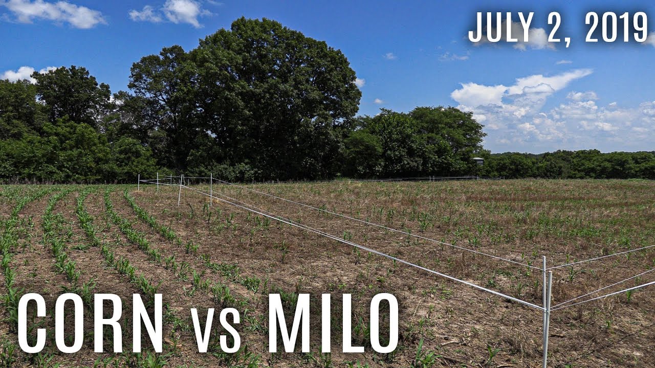 Winke's Blog: Corn vs Milo – Which is Better for Deer?